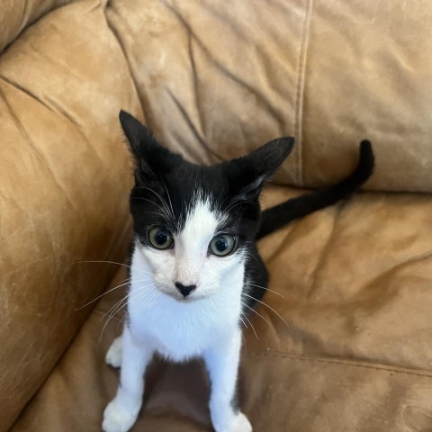 Cookies N' Cream, an adoptable Domestic Short Hair in Phoenix, AZ, 85086 | Photo Image 5