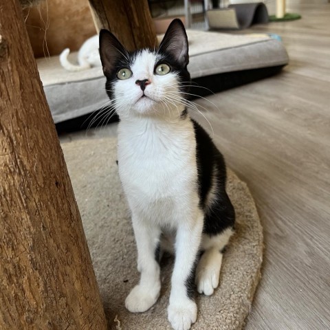 Cookies N' Cream, an adoptable Domestic Short Hair in Phoenix, AZ, 85086 | Photo Image 6