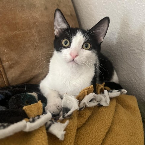 Vanilla Bean, an adoptable Domestic Short Hair in Phoenix, AZ, 85086 | Photo Image 1