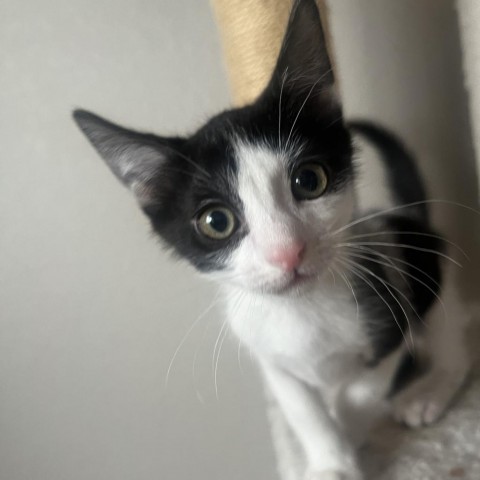 Vanilla Bean, an adoptable Domestic Short Hair in Phoenix, AZ, 85086 | Photo Image 2