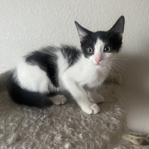 Vanilla Bean, an adoptable Domestic Short Hair in Phoenix, AZ, 85086 | Photo Image 3