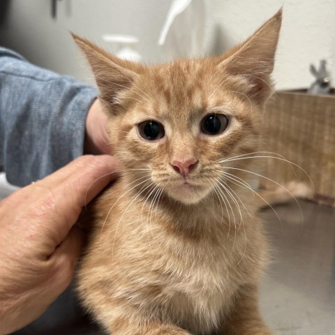 Batty, an adoptable Domestic Short Hair in Midland, TX, 79703 | Photo Image 1