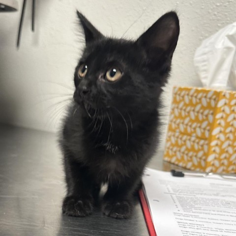 Creo, an adoptable Domestic Short Hair in Midland, TX, 79703 | Photo Image 1