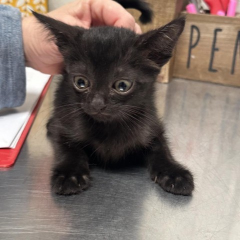 Skittles, an adoptable Domestic Short Hair in Midland, TX, 79703 | Photo Image 1