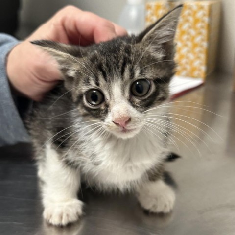 Pippin, an adoptable Domestic Short Hair in Midland, TX, 79703 | Photo Image 1