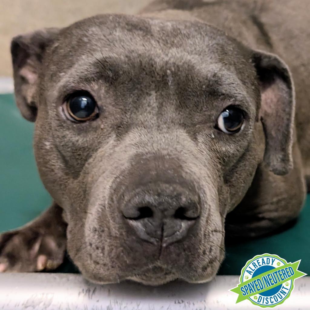 Riley, an adoptable Mixed Breed in Las Cruces, NM, 88012 | Photo Image 3