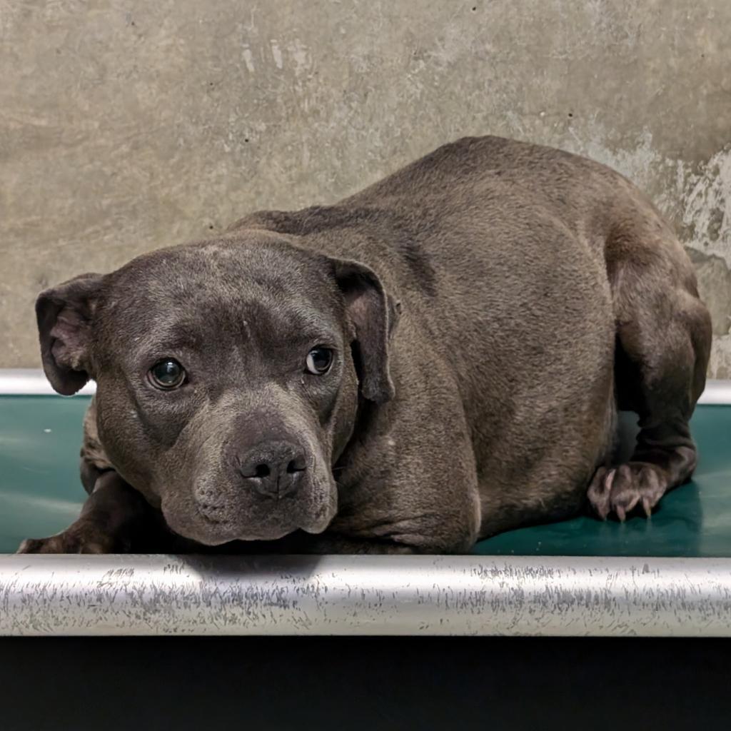 Riley, an adoptable Mixed Breed in Las Cruces, NM, 88012 | Photo Image 3