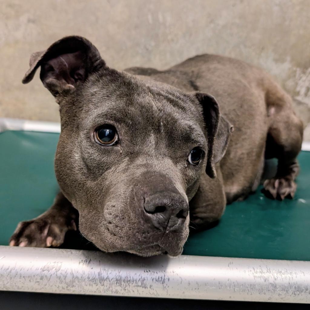 Riley, an adoptable Mixed Breed in Las Cruces, NM, 88012 | Photo Image 4