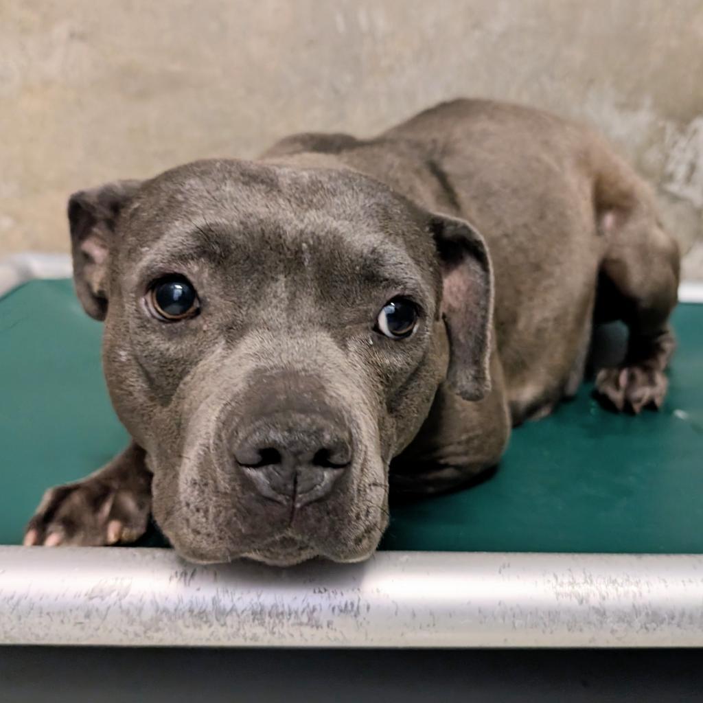 Riley, an adoptable Mixed Breed in Las Cruces, NM, 88012 | Photo Image 5