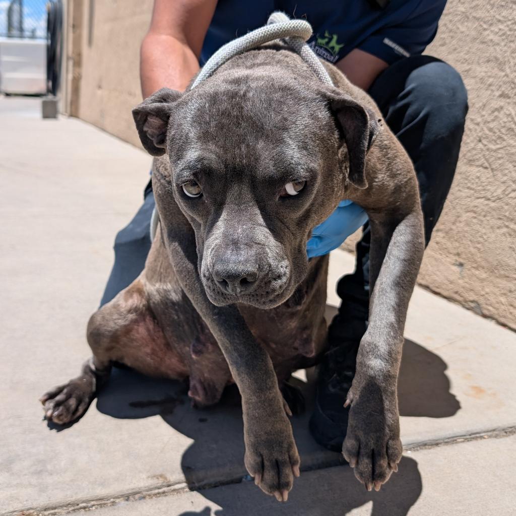 Riley, an adoptable Mixed Breed in Las Cruces, NM, 88012 | Photo Image 6