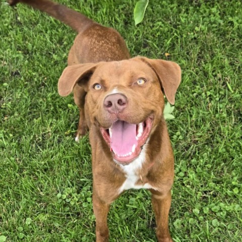 Jay (Moose), an adoptable Catahoula Leopard Dog, Pit Bull Terrier in Wadena, MN, 56482 | Photo Image 1