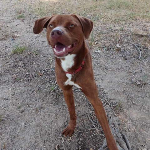 Jay (Moose), an adoptable Catahoula Leopard Dog, Pit Bull Terrier in Wadena, MN, 56482 | Photo Image 2