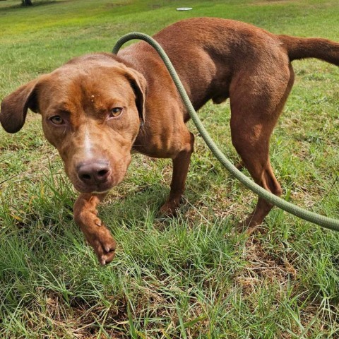 Jay (Moose), an adoptable Catahoula Leopard Dog, Pit Bull Terrier in Wadena, MN, 56482 | Photo Image 2