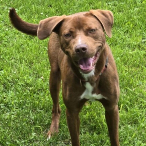 Jay (Moose), an adoptable Catahoula Leopard Dog, Pit Bull Terrier in Wadena, MN, 56482 | Photo Image 2