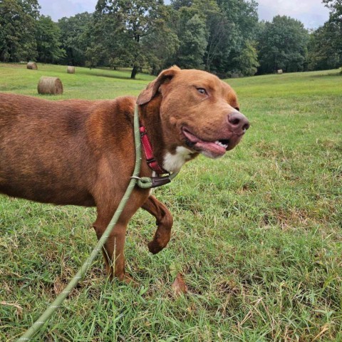 Jay (Moose), an adoptable Catahoula Leopard Dog, Pit Bull Terrier in Wadena, MN, 56482 | Photo Image 3