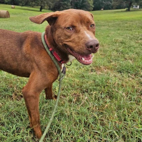 Jay (Moose), an adoptable Catahoula Leopard Dog, Pit Bull Terrier in Wadena, MN, 56482 | Photo Image 4