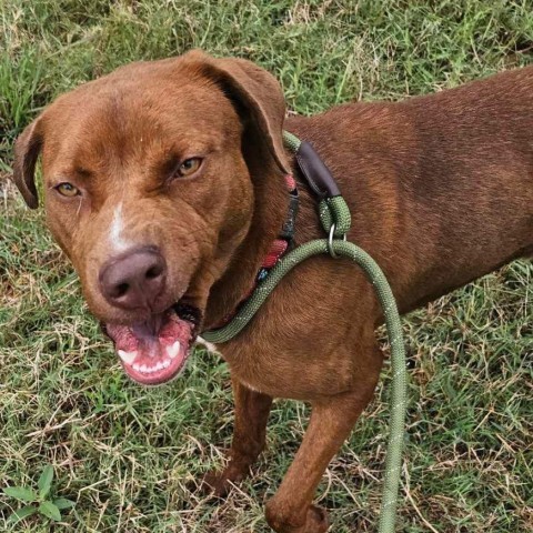 Jay (Moose), an adoptable Catahoula Leopard Dog, Pit Bull Terrier in Wadena, MN, 56482 | Photo Image 5