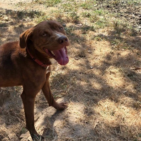 Jay (Moose), an adoptable Catahoula Leopard Dog, Pit Bull Terrier in Wadena, MN, 56482 | Photo Image 6