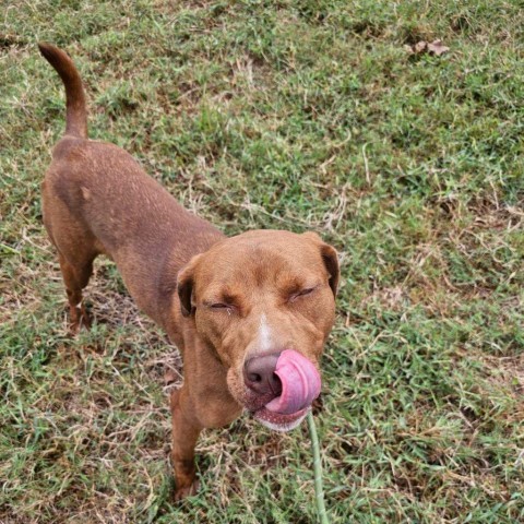 Jay (Moose), an adoptable Catahoula Leopard Dog, Pit Bull Terrier in Wadena, MN, 56482 | Photo Image 6