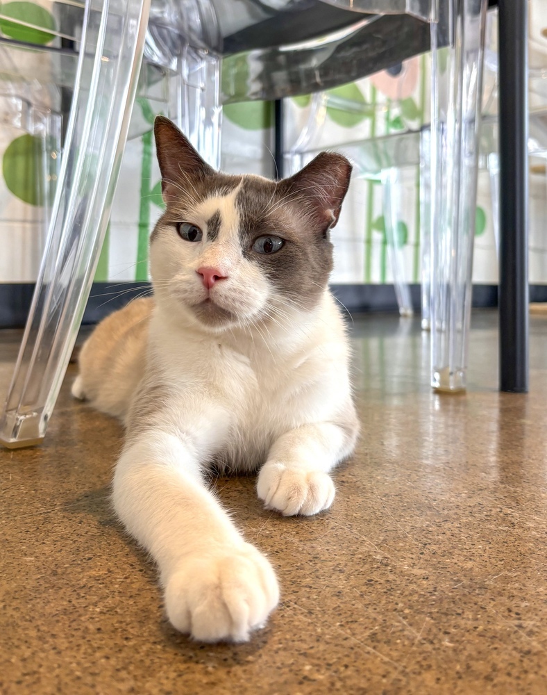 Stewart, an adoptable Domestic Short Hair, Snowshoe in Ferndale, MI, 48220 | Photo Image 1