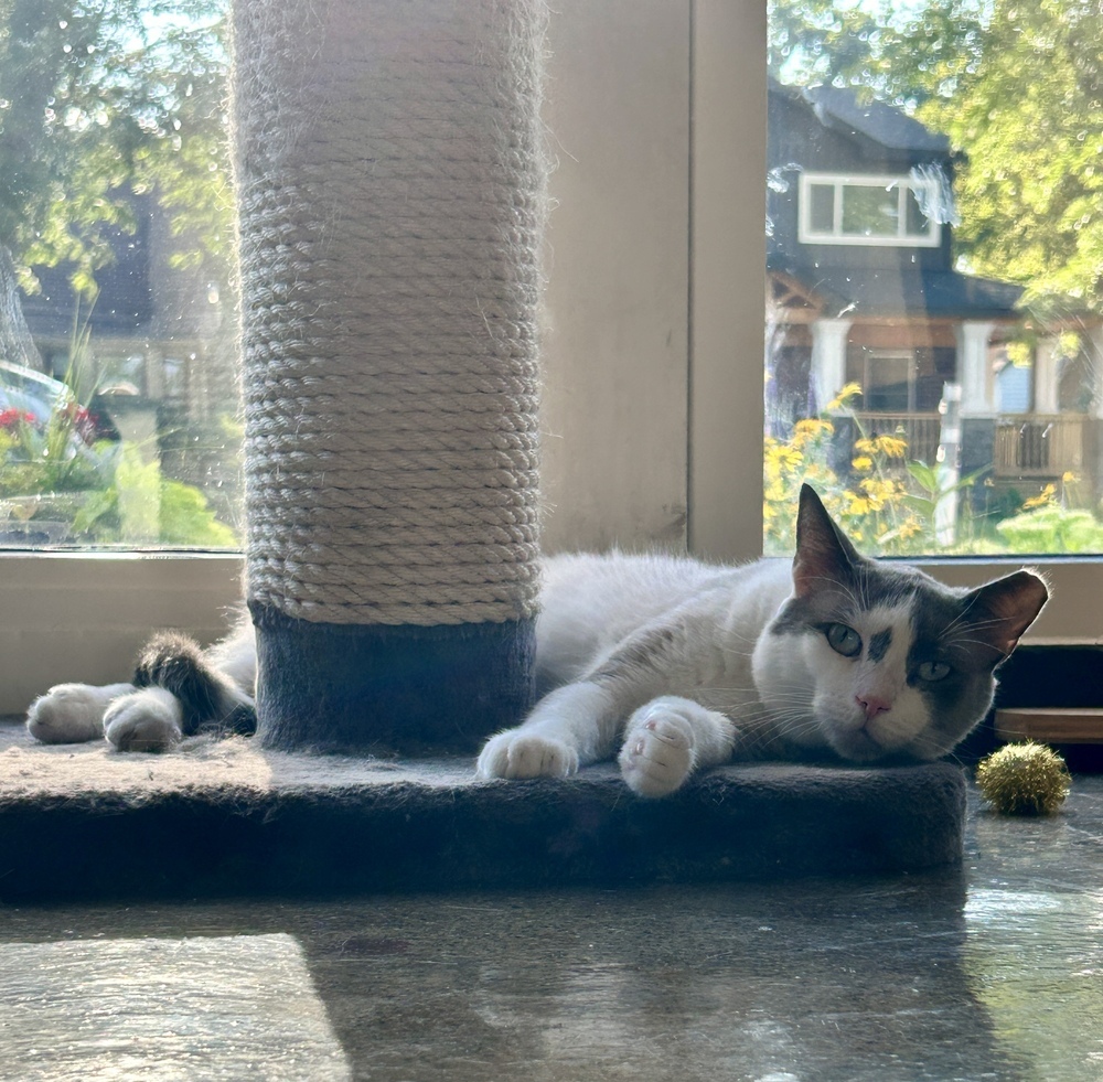 Stewart, an adoptable Domestic Short Hair, Snowshoe in Ferndale, MI, 48220 | Photo Image 3