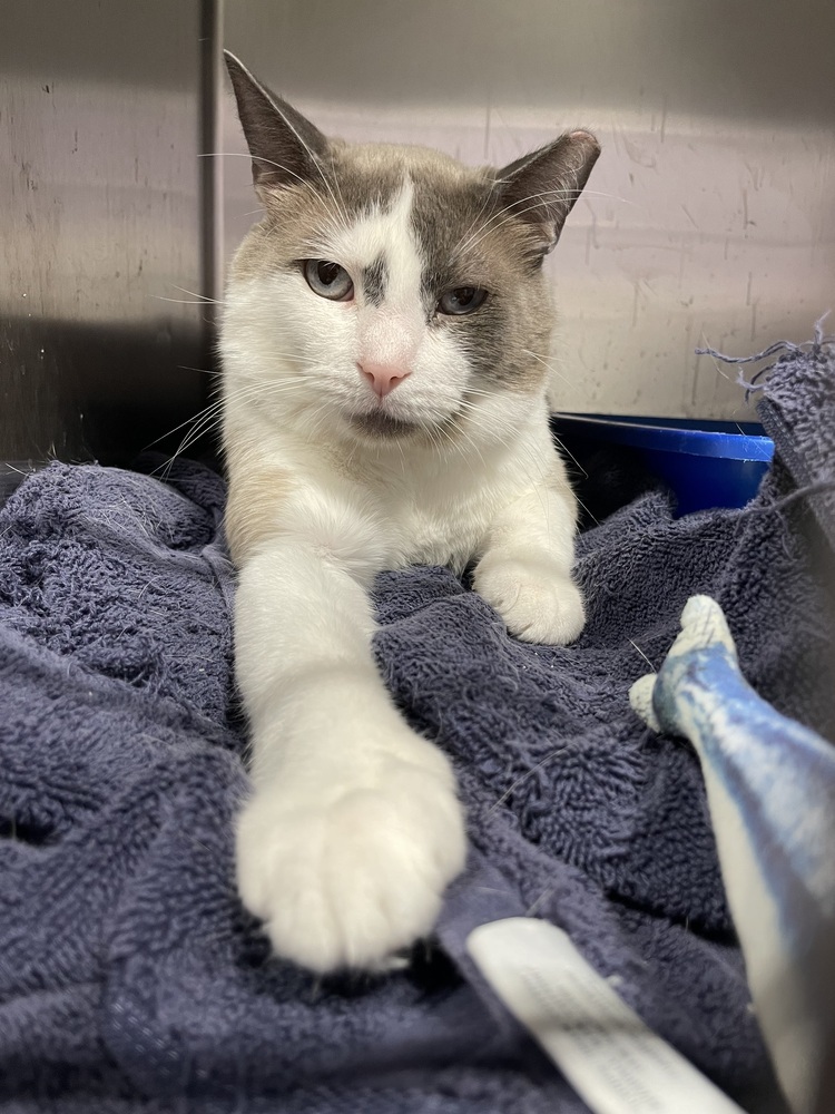 Stewart, an adoptable Domestic Short Hair, Snowshoe in Ferndale, MI, 48220 | Photo Image 4