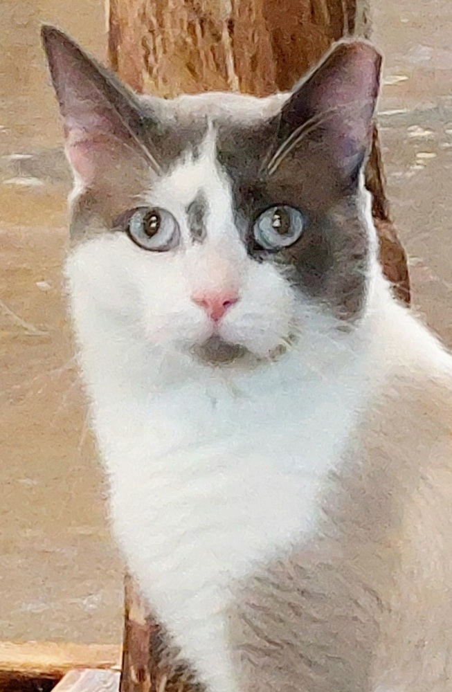 Stewart 4