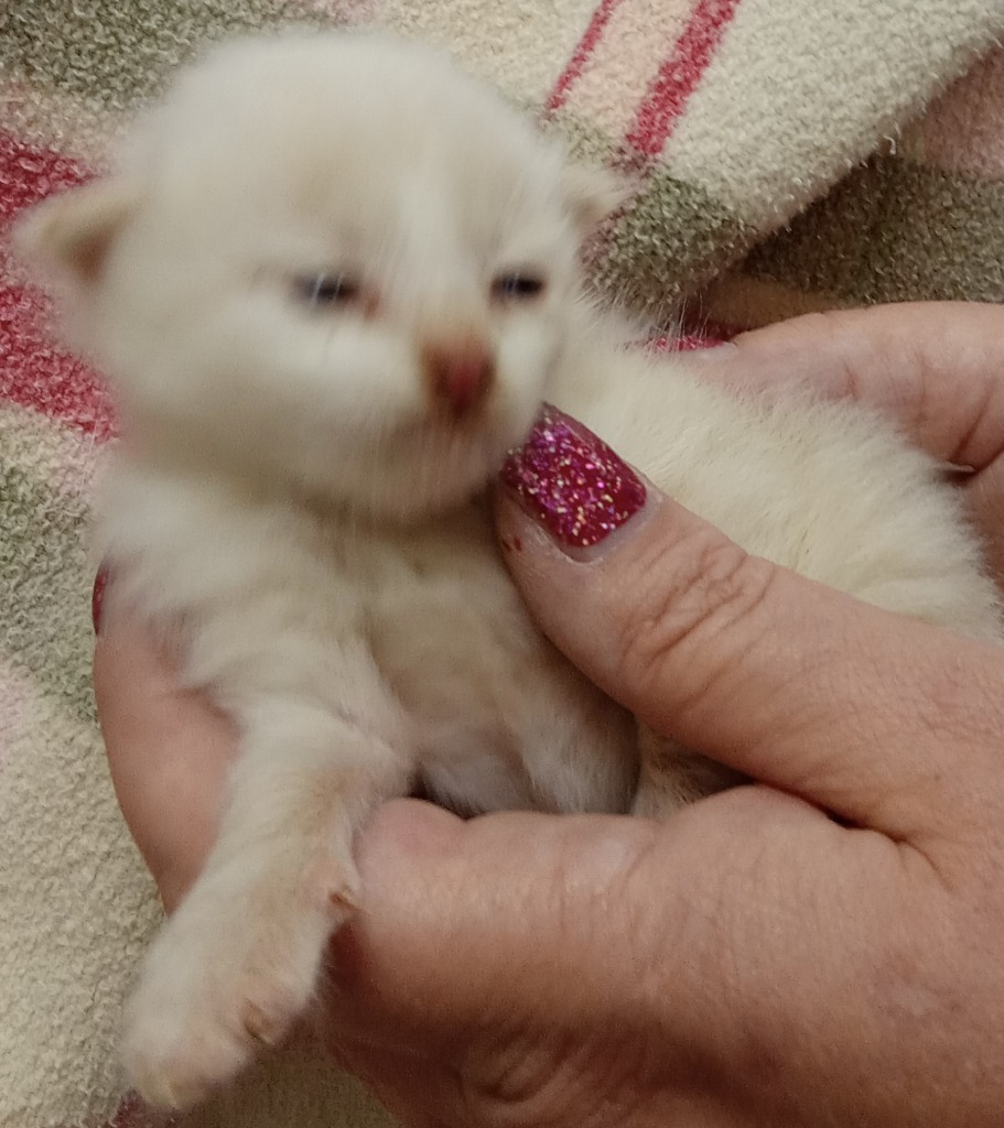 Snowy, an adoptable Domestic Short Hair in Brownwood, TX, 76801 | Photo Image 1