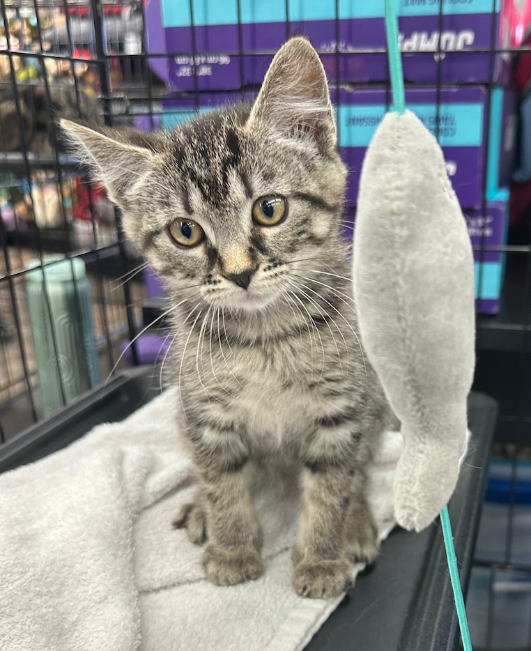 Evian, an adoptable Domestic Short Hair in Calgary, AB, T3S 0C5 | Photo Image 1