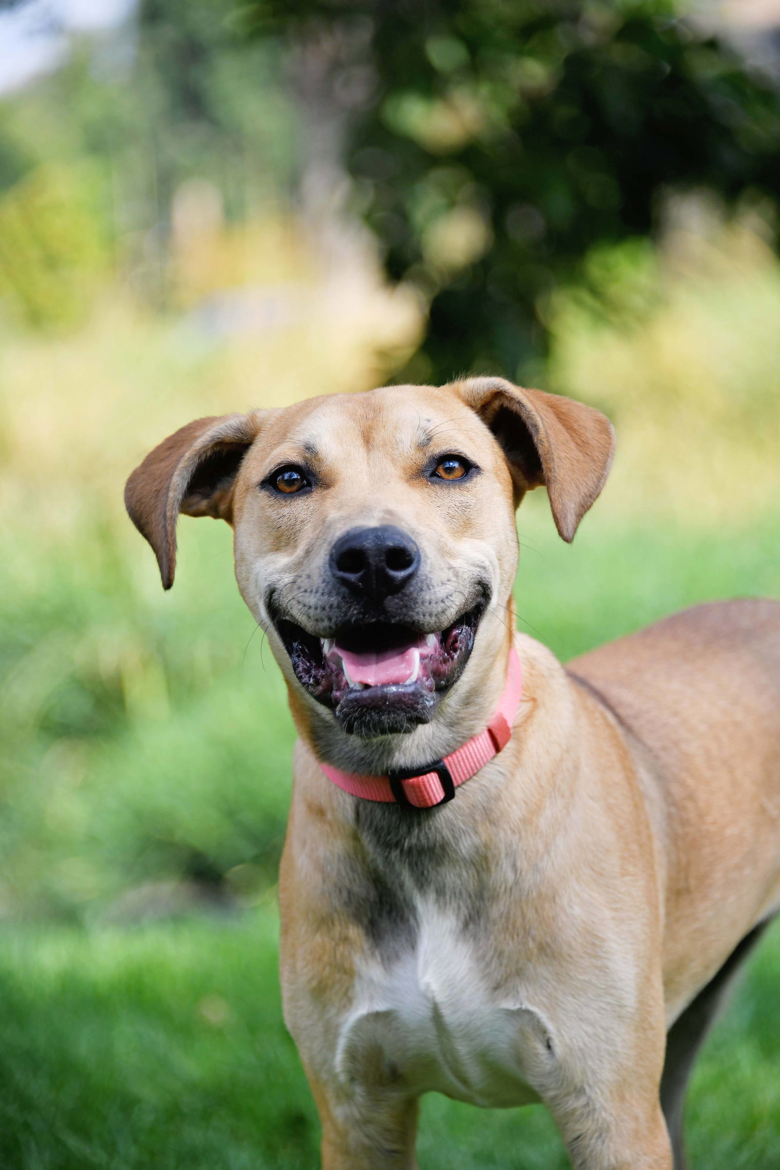 Bronx D'Puppy, an adoptable Boxer, Labrador Retriever in Salt Lake City, UT, 84171 | Photo Image 1