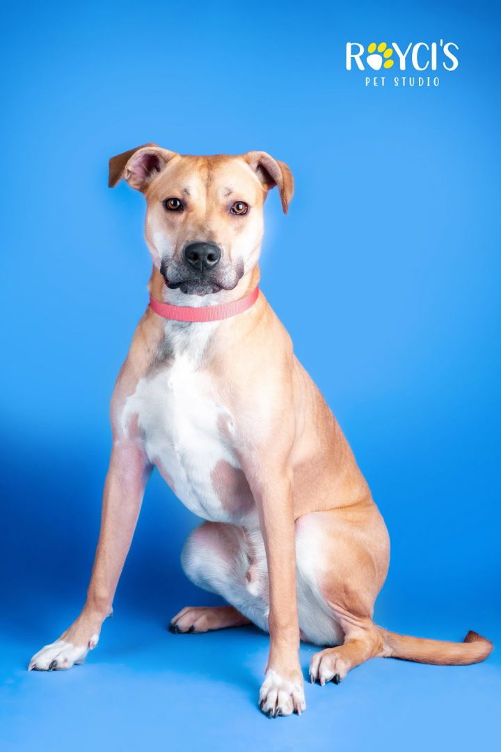 Bronx D'Puppy 2