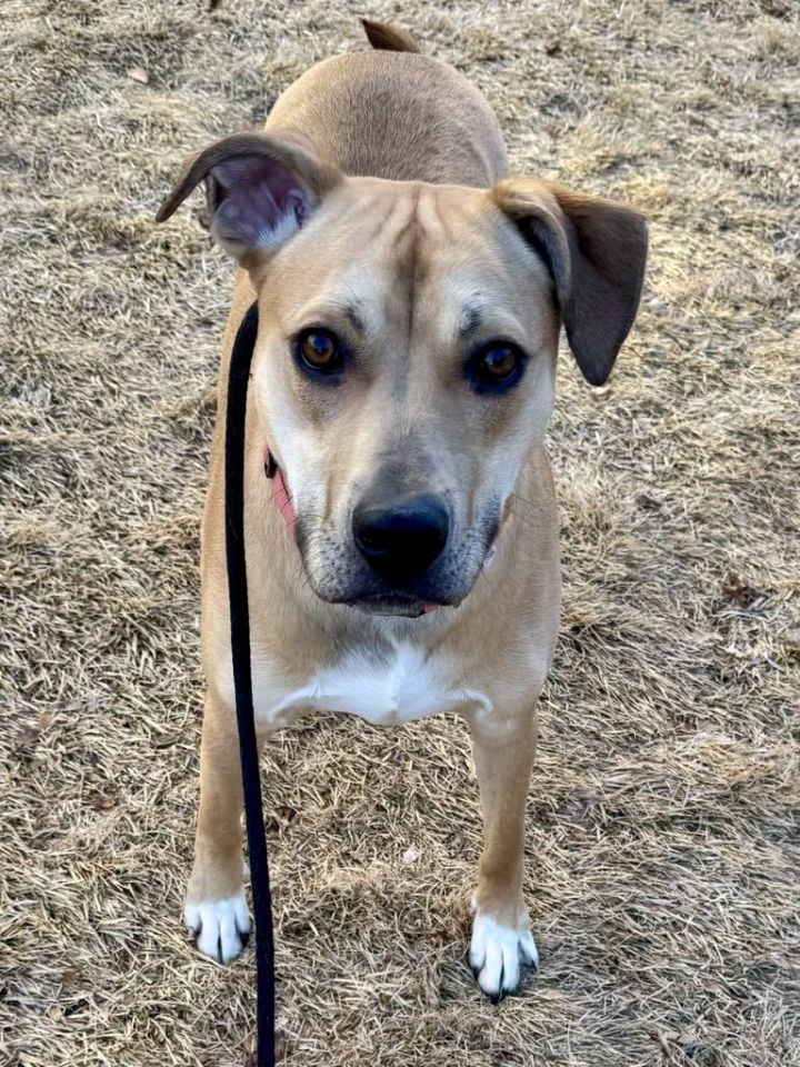 Bronx D'Puppy 3