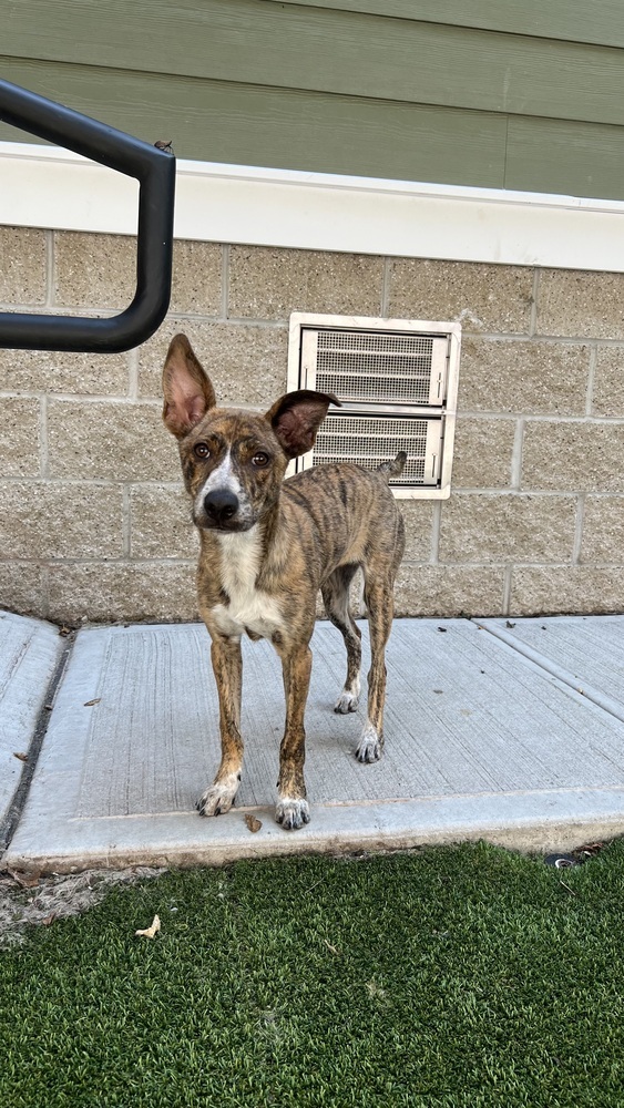 Popcorn, an adoptable Hound, Whippet in Armonk, NY, 10504 | Photo Image 1