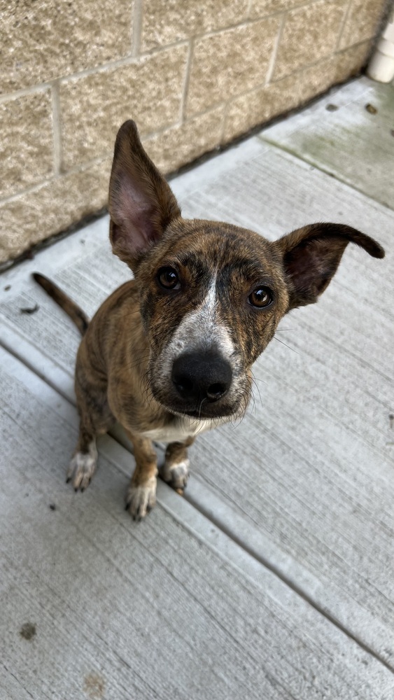 Popcorn, an adoptable Hound, Whippet in Armonk, NY, 10504 | Photo Image 2