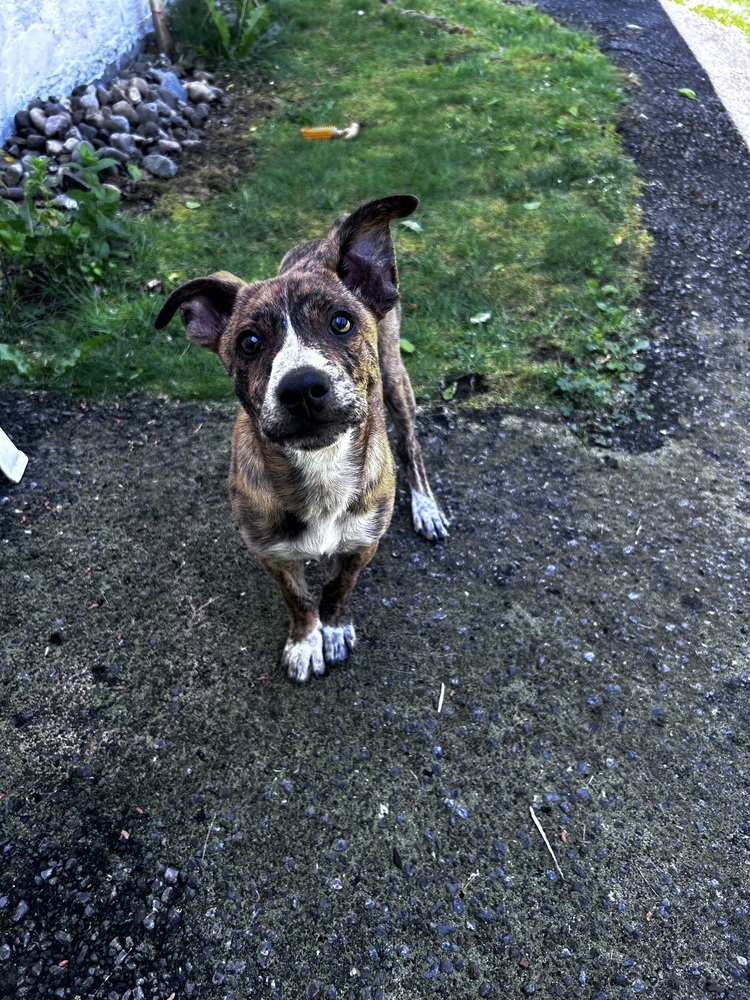 Popcorn, an adoptable Hound, Whippet in Armonk, NY, 10504 | Photo Image 4