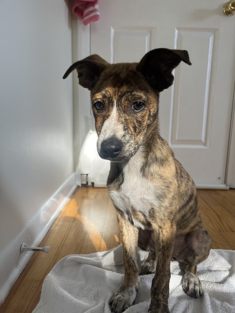 Popcorn, an adoptable Hound, Whippet in Armonk, NY, 10504 | Photo Image 5