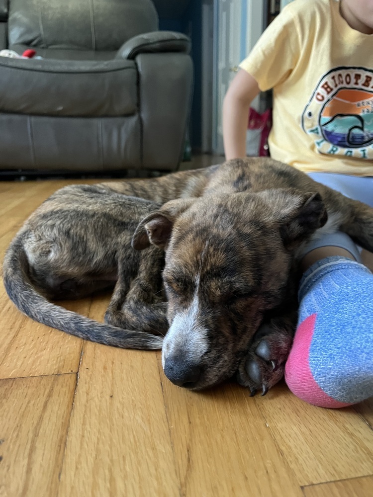 Popcorn, an adoptable Hound, Whippet in Armonk, NY, 10504 | Photo Image 6