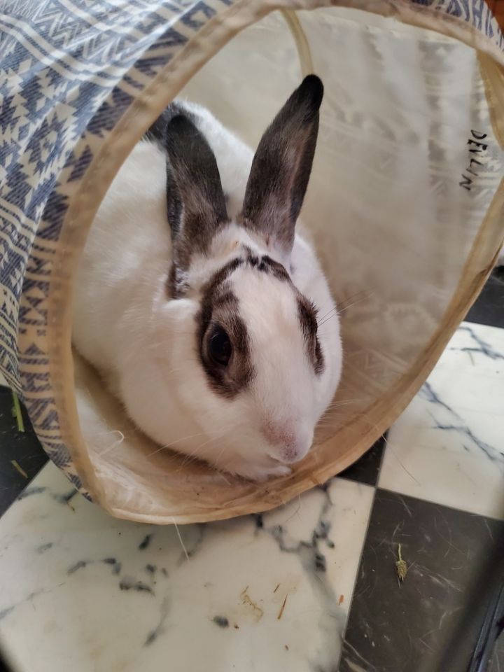 Annie needs a friend! 1