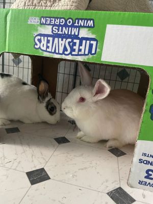 Timothy and Sea Anna, Adult Female English Spot