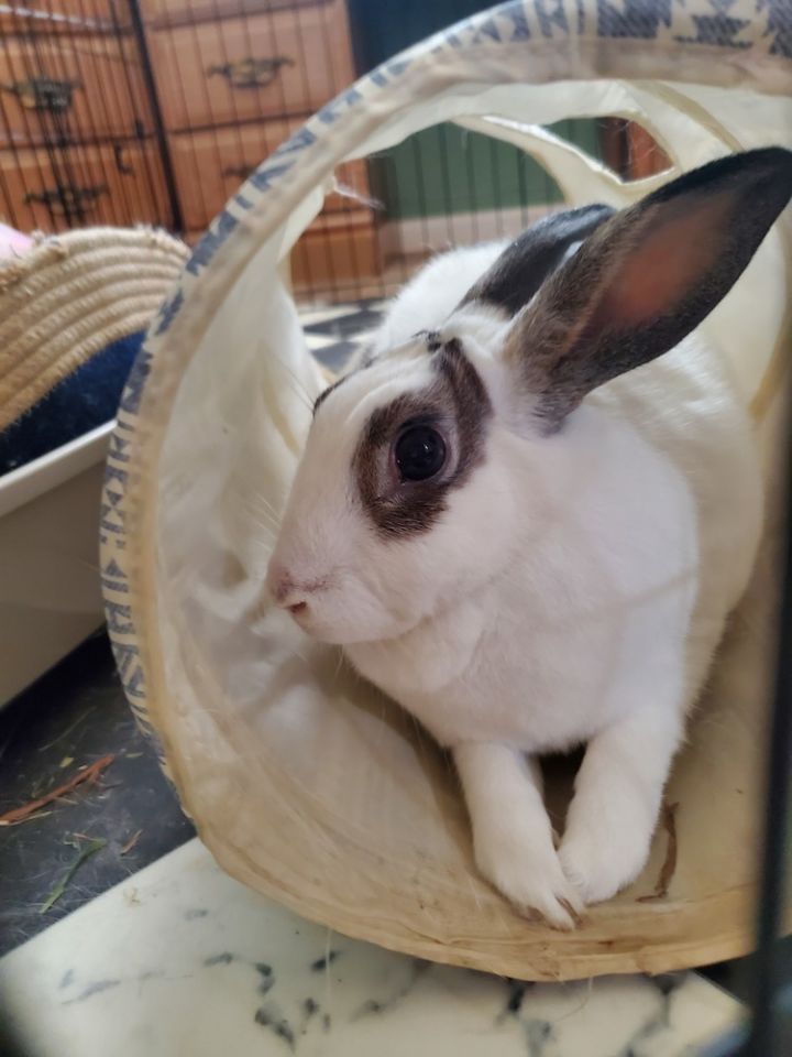 Annie needs a friend! 5