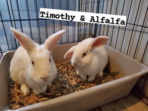 Timothy (just lost his brother) needs a friend!