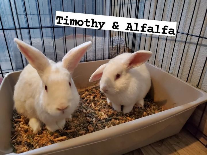 Timothy (just lost his brother) needs a friend! 1