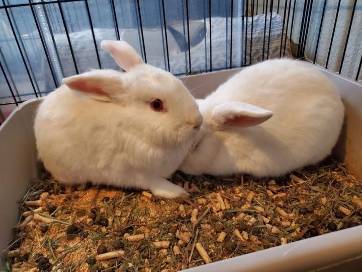 Timothy (just lost his brother) needs a friend! 2