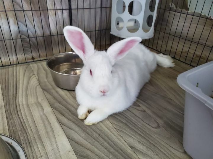 Timothy (just lost his brother) needs a friend! 3