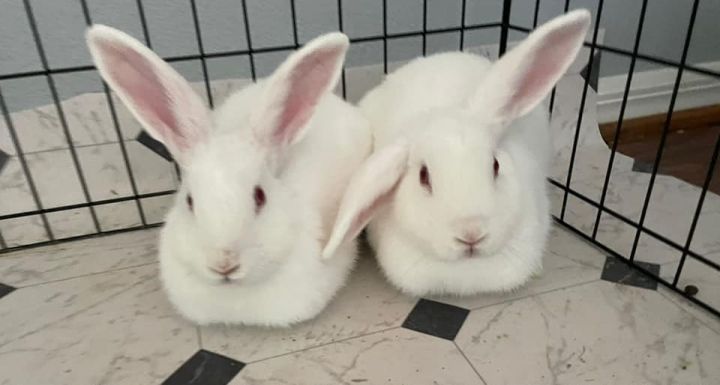 Timothy (just lost his brother) needs a friend! 4