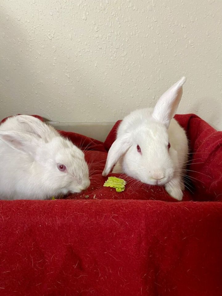 Timothy (just lost his brother) needs a friend! 6