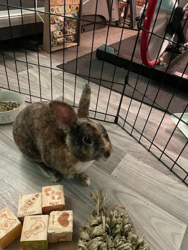 Toby 4