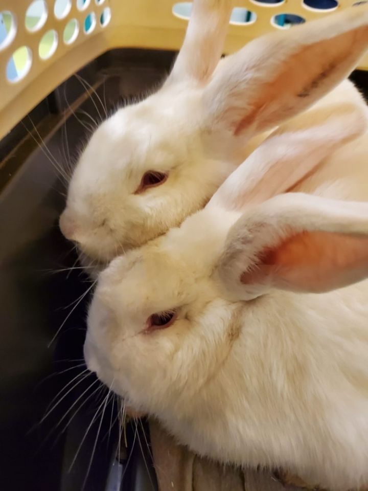Prince and Belle 4