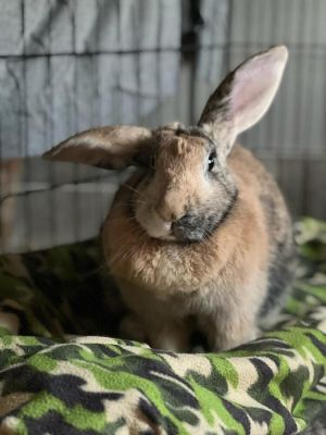 Abby needs a friend!