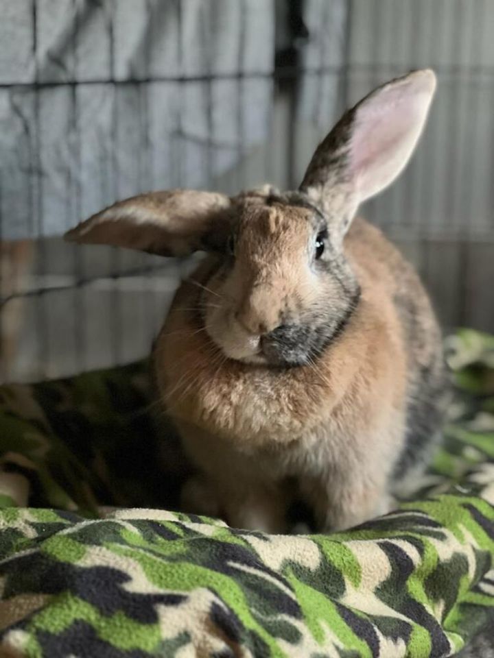 Abby needs a friend! 1